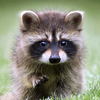 Talking Raccoon: Fun Pet
