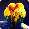Love Birds
