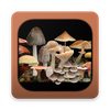 FunKey: Key to Agarics