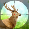 Deer Hunting Sniper 3D
