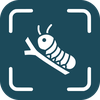 Caterpillar Identifier