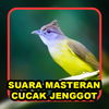 Masteran Cucak Jenggot
