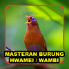 Masteran Burung Hwamei / Wambi