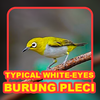 Koleksi Suara: Burung Pleci