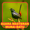 Suara Masteran Murai Batu