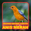 Suara Burung Anis Merah