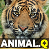 Animal Quiz