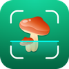 Mushroom Identifier Fungus ID
