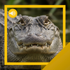 Alligator Sounds & Facts