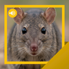Bandicoot-Rat Sounds & Info