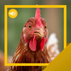 Chicken Sounds & Story