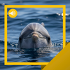 Dolphin Sounds & Story