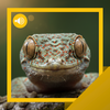 Gecko Sounds & Story