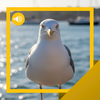 Seagull Sounds & Story