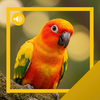 Sun-Conure Sounds & Story