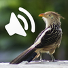 Bird sounds