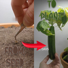 Grow: From Seed to Plant
