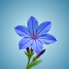 Plumbago Flower Wallpaper