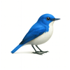AI Bird Identifier: Bird Ace