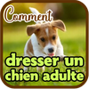 Comment dresser un chien adult