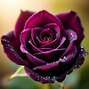 Purple Rose Wallpapers