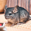 Chinchilla Sounds