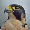Peregrine Falcon Sounds