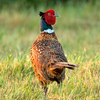 Pheasant Sounds