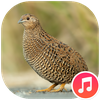 Quail Sounds