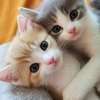 Adorable Kittens Wallpapers