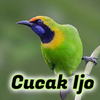 Kicau Cucak Ijo Gacor