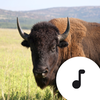 Buffalo & Bison Sounds