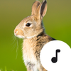 Rabbit Sounds