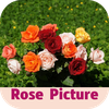 rose picture