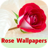 rose wallpapers