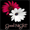 Good Night Flowers & Roses