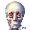 Human Anatomy Pro
