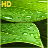 Green Leaf Wallpaper