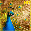 Beautiful Peacock Wallpaper