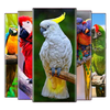 parrot wallpaper