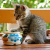 Cute cat jigsaw puzzle