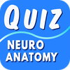 Neuroanatomy Questions