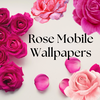 Rose Mobile Wallpapers