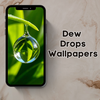 Dew Drops Wallpapers