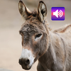 Donkey Sounds