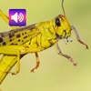 Locust: Sounds & Ringtones