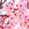Cherry Blossom Wallpaper