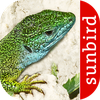Reptiles and Amphibians - iden