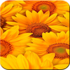 Sunflower Wallpaper