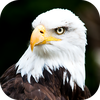 Eagle Wallpaper 2025